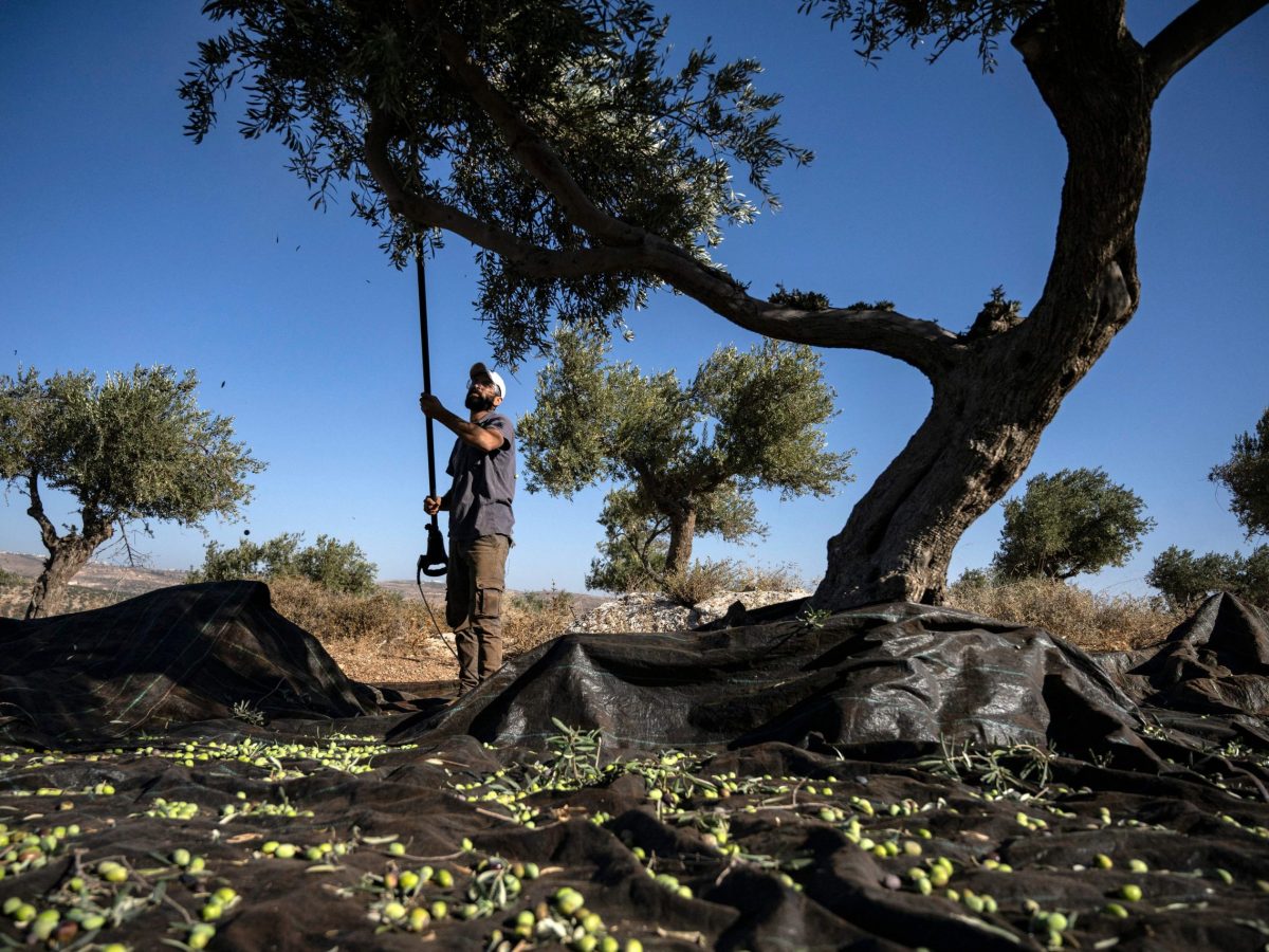 Rooted as the olive trees: Palestinian farmers’ fight against land theft in the West Bank